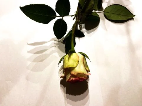 A white rose Stock Photos
