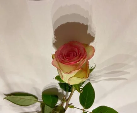 A white rose Stock Photos