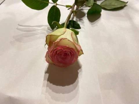 A white rose Stock Photos