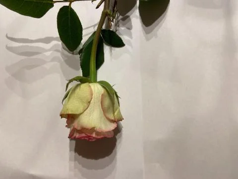 A white rose Stock Photos