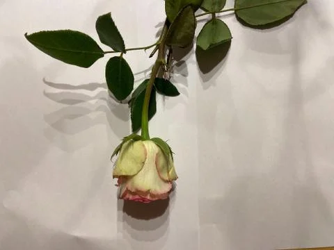 A white rose Stock Photos