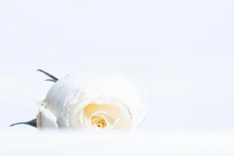 White rose Stock Photos