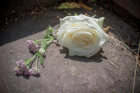 White Rose Stock Photos