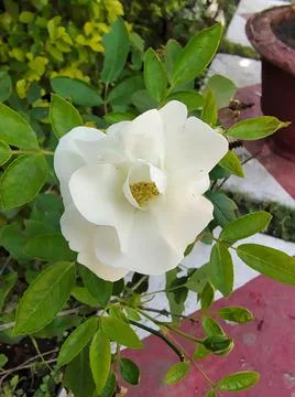White rose 写真素材