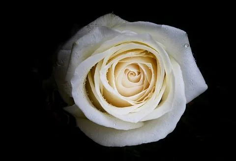 The white rose Stock Photos