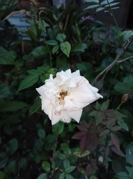 White Rose Stock Photos