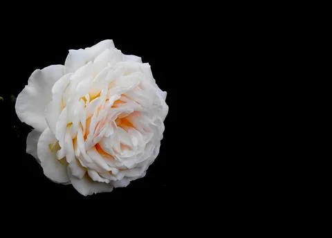 White Rose Stock Photos