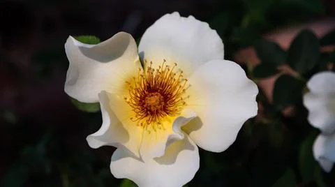 White Rose Stock Photos