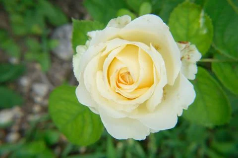 White rose Stock-Fotos