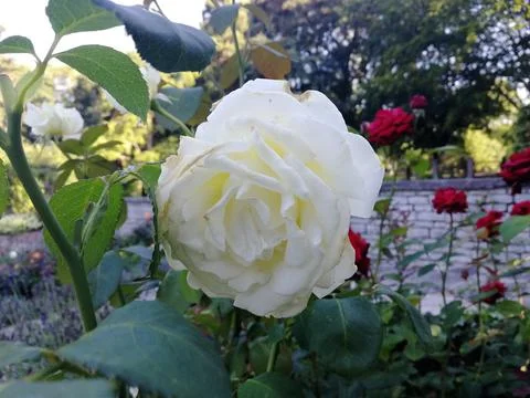 White Rose 库存照片
