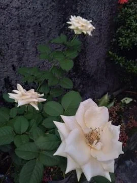 White rose Stock Photos