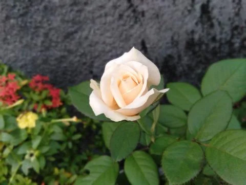 White rose Stock Photos