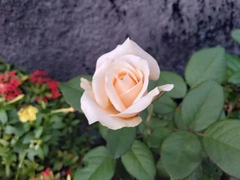 White rose 스톡 사진