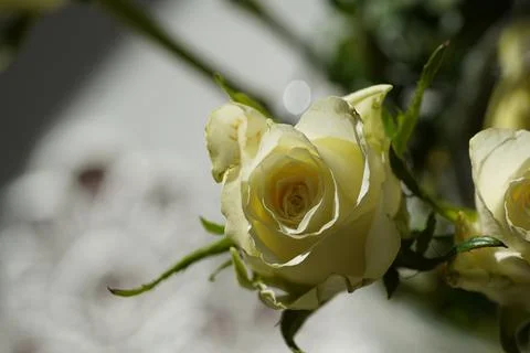 White rose Foto stock