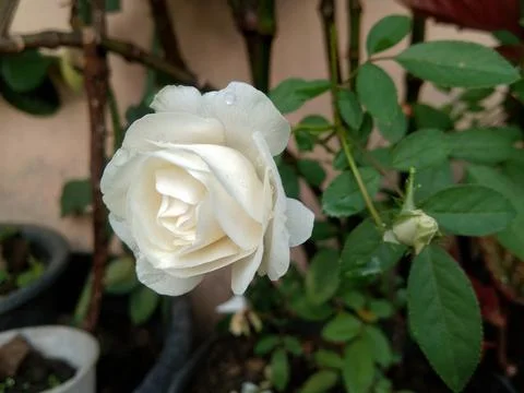 White rose Stock Photos