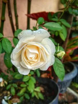 White rose Stock Photos