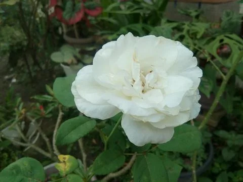 White rose Stock Photos