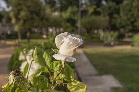 White rose Stock Photos