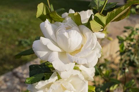 White rose Stock Photos