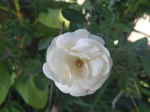 White Rose Foto stock