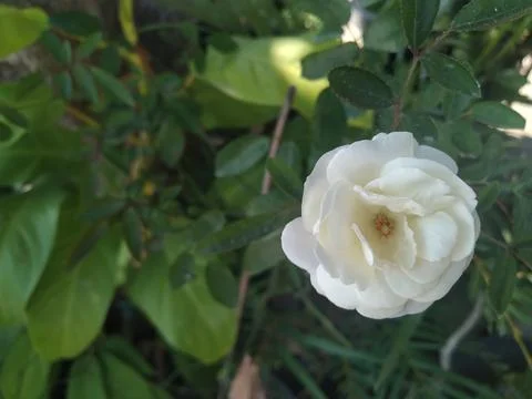 White Rose Stock Photos