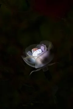 WHITE ROSE Stock Photos