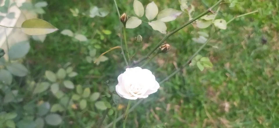 White rose Stock Photos