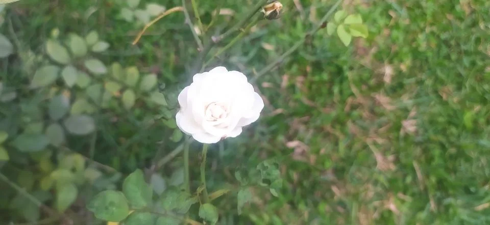 White rose Stock Photos