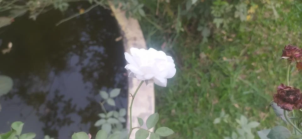 White rose Stock Photos