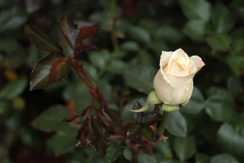 White rose Stock-Fotos