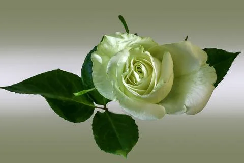 A white Rose Stock Photos