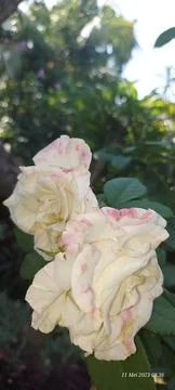 White Rose 库存照片