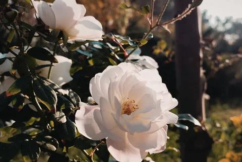 White rose Stock Photos