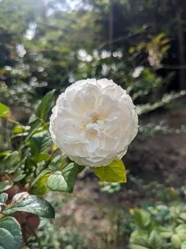 White rose Stock Photos