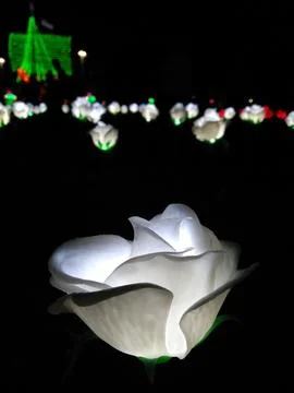 White rose Stock Photos