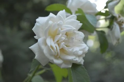 The White Rose Foto stock