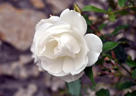 White Rose Stock Photos