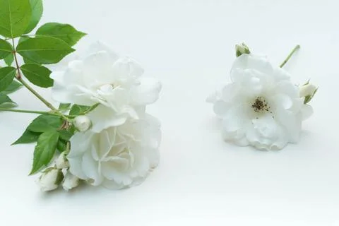 White Rose Foto stock