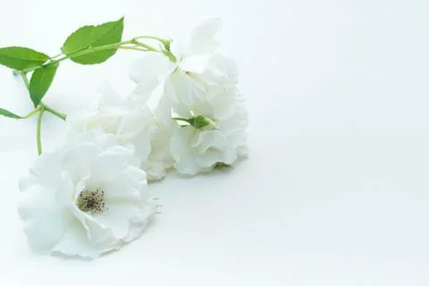 White Rose Stock Photos