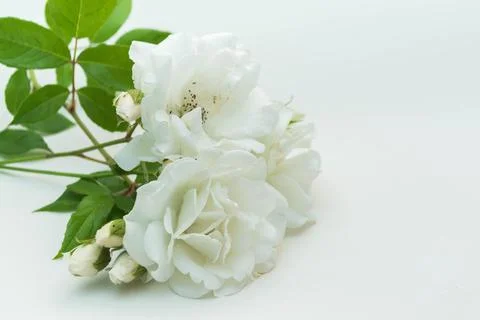 White Rose Stock Photos
