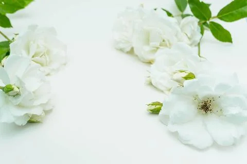 White Rose Stock Photos