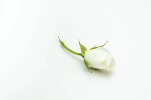White Rose Foto stock