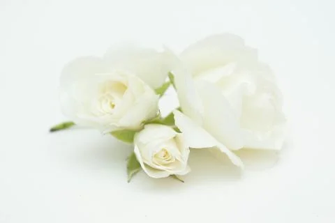 White Rose Foto stock
