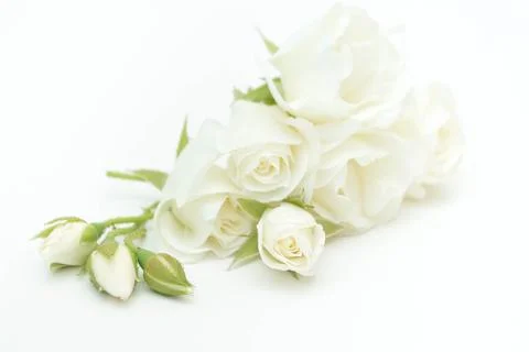 White Rose Stock Photos