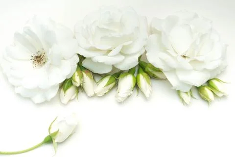 White Rose Stock Photos