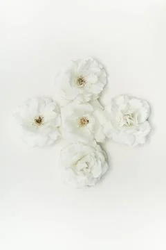 White Rose Foto stock