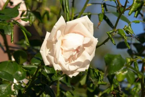 White rose Stock Photos