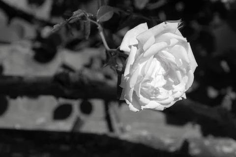 White rose Stock Photos