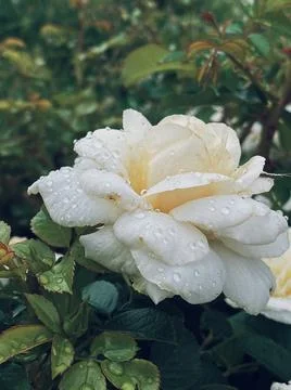 White rose in the rain Stock Photos