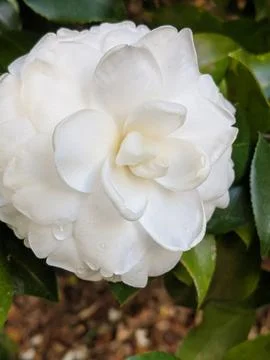 White Rose raindrop Stock Photos